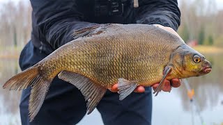 Catching BIG Early Spring BREAM With This SIMPLE FEEDER RIG [upl. by Selym154]