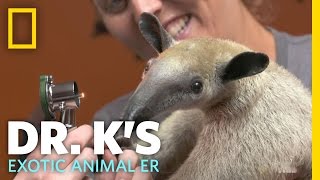 Meet Antoinette the Anteater  Dr Ks Exotic Animal ER [upl. by Anaujat]