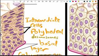 Stratified Epithelium 197 القصر العيني [upl. by Niltiac633]