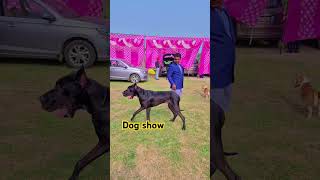 Dog show Dog show dogshow rottweiler karnal more information 8476999905 shortsvideo [upl. by Dulcle785]