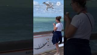 Seagull intelligent bird [upl. by Hussey]