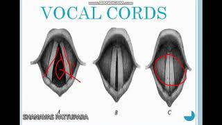 An Introduction to Phonetics Part II ORGANS OF SPEECH  Shanavas Pattupara [upl. by Onaicilef948]