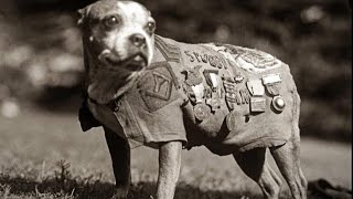 Amazing Archival Footage of Parachuting Military Dogs [upl. by Clarisse]