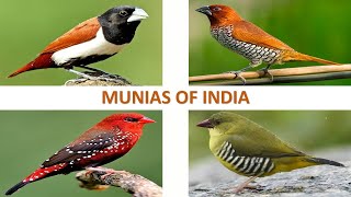 Munias of India 🇮🇳  Birds  Indian Birds [upl. by Siesser]