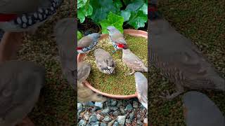 Diamond firetail finches and zebra finches feeding on seeds and pellets from verselelagapetfood [upl. by Acireit]