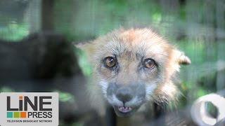 Actes de cruauté sur des animaux  le ministère de la Faune critiqué  Montréal  Canada [upl. by Ecnaret]