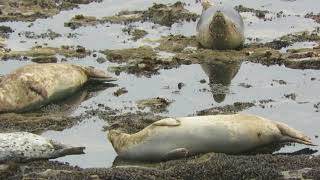 Harbor seal sneeze attack  Wilder Ranch State Park  Santa Cruz California [upl. by Elidad]