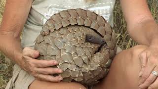 What is a Pangolin  The Pangolin No Time to REST [upl. by Alyacim]