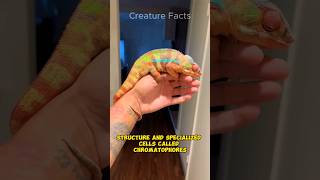 How Chameleons Change Colors Easily 😯🦎😯 [upl. by Suoicerpal]