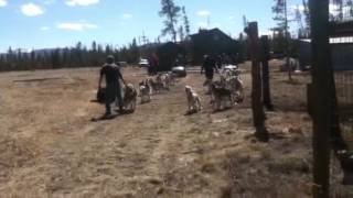 Husky Powered Cart Ride with Dog Sled Rides of Winter Park [upl. by Adranoel]