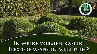 In welke vormen kan ik Ilex crenata toepassen in mijn tuin [upl. by Paymar949]