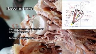 Orbit  dissection  Parts  Relations  Applied Anatomy [upl. by Haerdna]