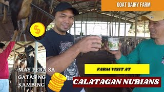 GOAT FARMING PHILIPPINES FARM VISIT AT CALATAGAN NUBIANS  DAIRY FARM [upl. by Annovahs]