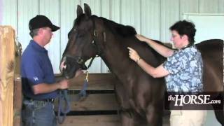 How to Take Your Horses Vital Signs [upl. by Alrrats]