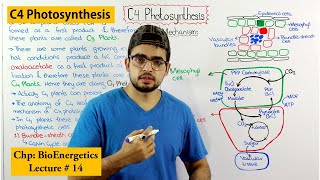 C4 photosynthesis how C4 plants overcome photorespiration [upl. by Asiaj]