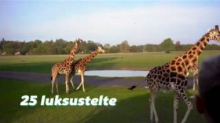 Luksussafaritelte i Knuthenborg Safaripark [upl. by Carnay861]