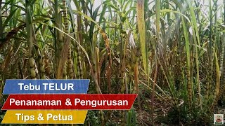 Tebu  CARA Tanam TEBU TELUR amp CARA Penjagaan Dan Pengurusan Tebu Telur [upl. by Akenor372]