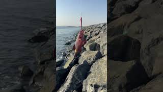 Fujairah shore nice catch of this redgrouper with a new jig [upl. by Enairb]