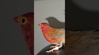 RedBilled Firefinch On Swivel Chair  Senegal Firefinch  Cock  African Finches [upl. by Senskell]