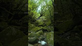 Princess Mononoke IRL  Yakushima [upl. by Ilek]