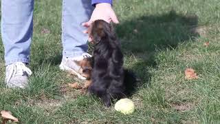 Henry Hershbergers Yorkipoo Puppies [upl. by Knitter]