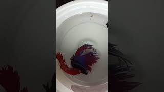 Betta fish fighting part1 [upl. by Lenaj]