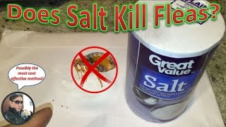 How To Eliminate Fleas With Salt  Does Salt Work Against A Flea Infestation [upl. by Kal]