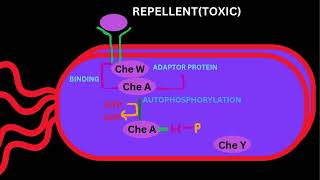 BACTERIAL SIGNALLINGCHEMOTAXSISPART 2 [upl. by Gazzo822]