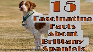 15 Fascinating Facts About Brittany Spaniels [upl. by Nodanrb]