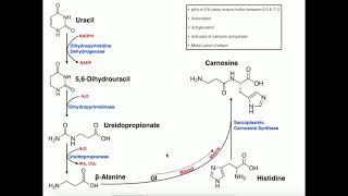 Exercise Physiology  BetaAlanine Carnosine Biosynthesis amp Functions [upl. by Ainecey]