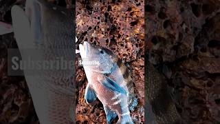 Blubberlip on shore jigging in goa😱🔥 fishingingoa shorts viral [upl. by Ecarg]