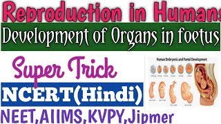 foetaldevelopment Organogenesis Trick to learn organ development of foetusEmbryonic development [upl. by Anirehc256]