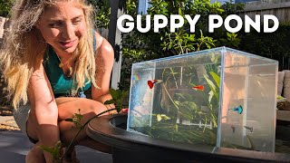 DIY Guppy Pond Setup with Aquarium Highrise [upl. by Goody540]