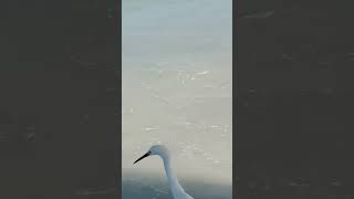 🦩Flamingo spotted in Gulf of Mexico at Pier 60 shorts mexico flamengo youtubeshorts amazing [upl. by Etteyafal]