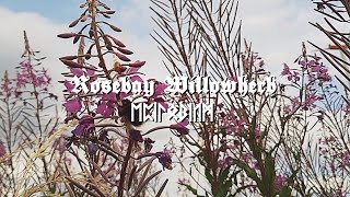 HERBOLOGY amp ALCHEMY  Rosebay Willowherb  Fireweed Epilobium [upl. by Reifinnej12]