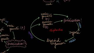 Alternation of Generations  Plant Kingdom  Biology  Khan Academy [upl. by Nylle]