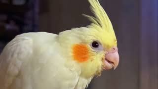 Discover Cockatiel Sounds and Their Meanings  Tweetys Communication Guide [upl. by Wiskind]