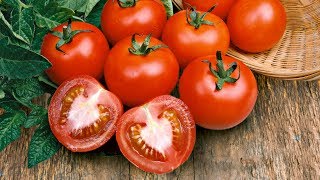 Nos conseils de culture  tomates [upl. by Roselani164]