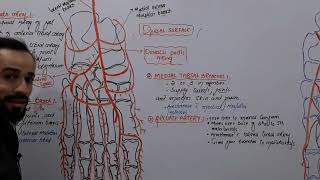 68 Arteries of foot  Blood supply of foot  Dorsalis Pedis artery  Part2 [upl. by Lubet]