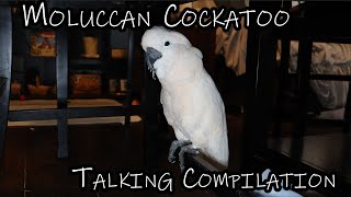 Moluccan Cockatoo Talking Compilation and Playing Running Jumping Making Noises [upl. by Anwahsad522]