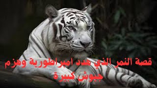 قصة النمر الملك الذي هزم جيوش كبيرة ونهايته [upl. by Georgette]