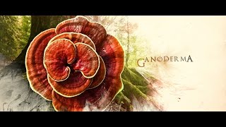 GANODERMAstory™ History Life and Benefits of the KING of HERBS by Organo Gold [upl. by Rose]