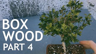 Boxwood Bonsai tree from Nursery Stock 4 [upl. by Steele]