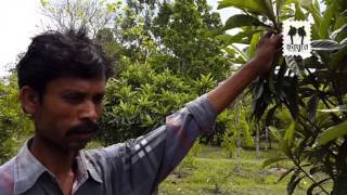 Bangladesh Agricultural University Botanic Garden Part 2 [upl. by Swinton]