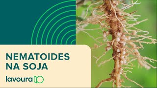 Nematoides como identificar e controlar [upl. by Dam724]