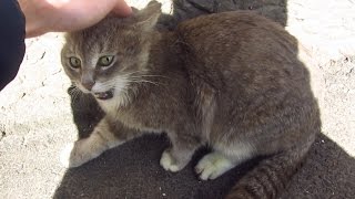 The cat meows very loudly because does not want to eat food [upl. by Halsted]