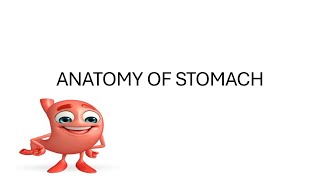 ANATOMY OF STOMACH anatomynursing mltstomach [upl. by Rex528]