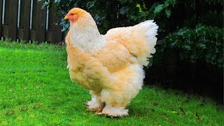 Chicken Clucking And Other Chickens Sound and Noises 🐔 VIDEOS [upl. by Shell]