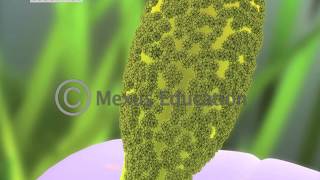 Mitosis and Fertilisation in Flowering Plants [upl. by Parrisch]