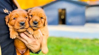 Srirachas Dark Red Golden Retriever Litter  Buckeye Golden Retrievers [upl. by Wald869]